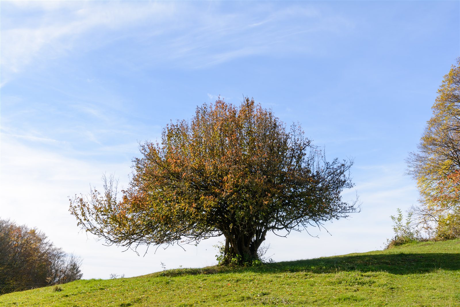 Herbstaspekt und Verzweigungsstruktur der Kornelkirsche