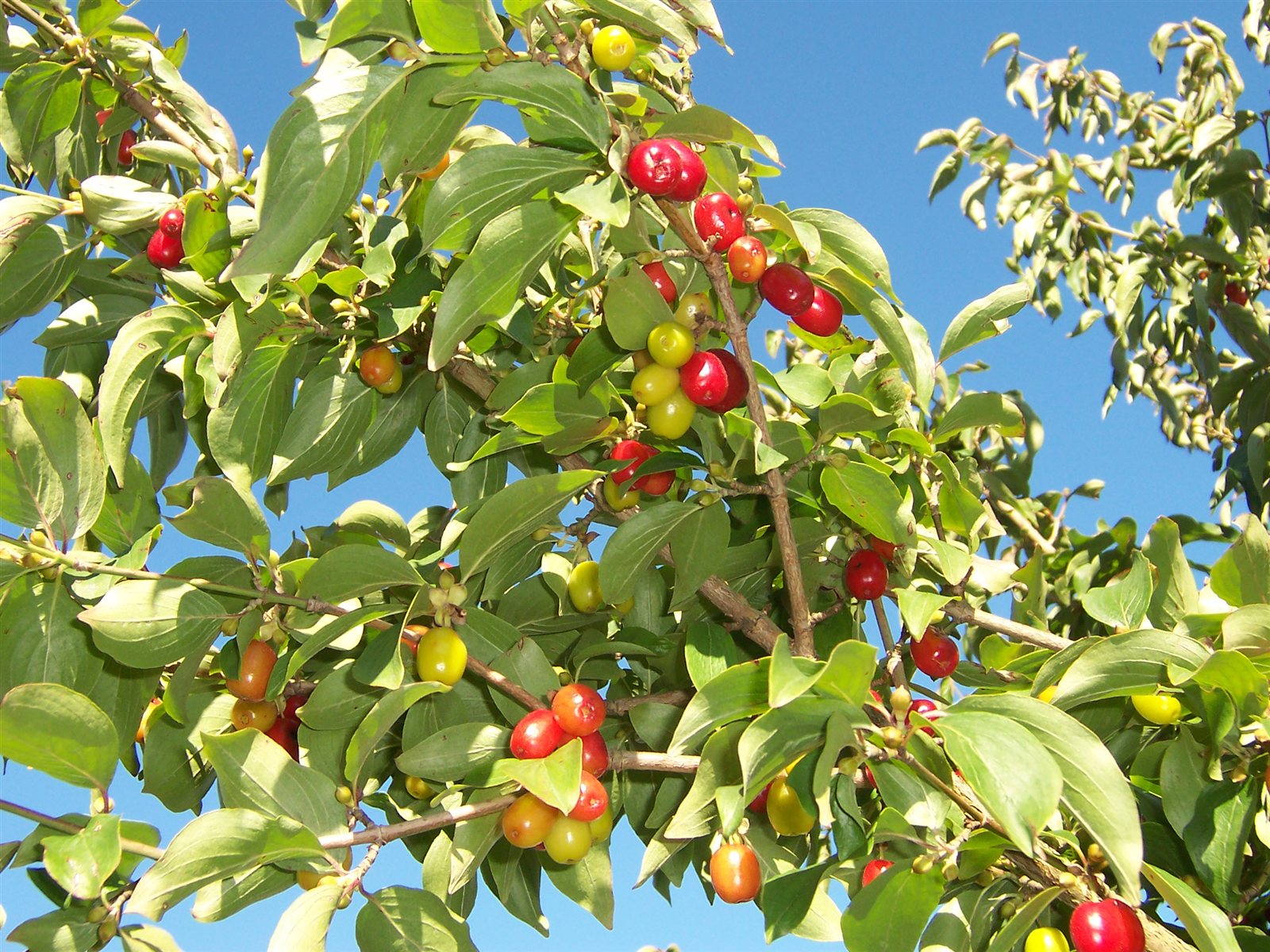 Rote, essbare Kornellen im Spätsommer