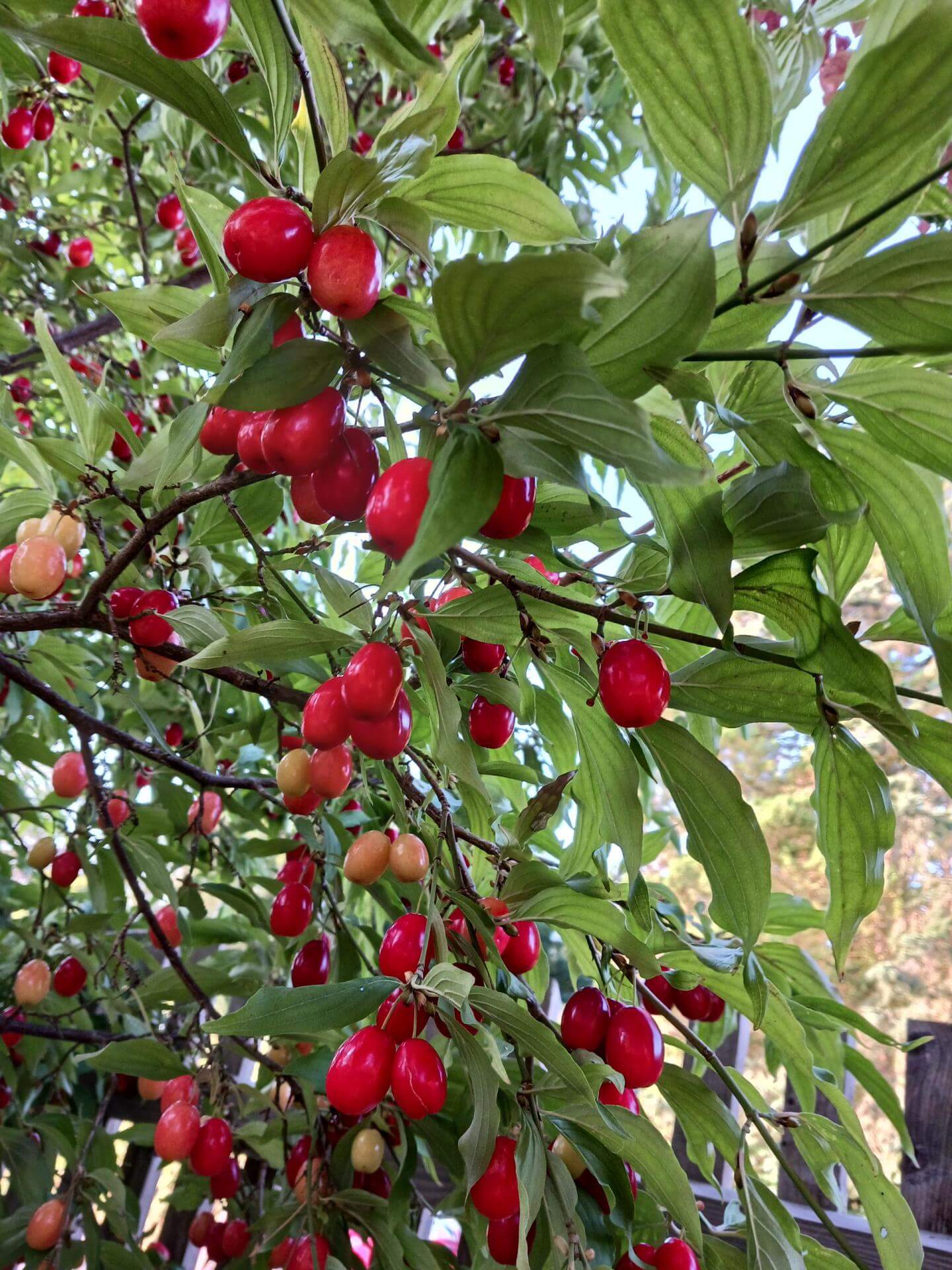 Kornelkirsche (Cornus mas) als Solitärgehölz