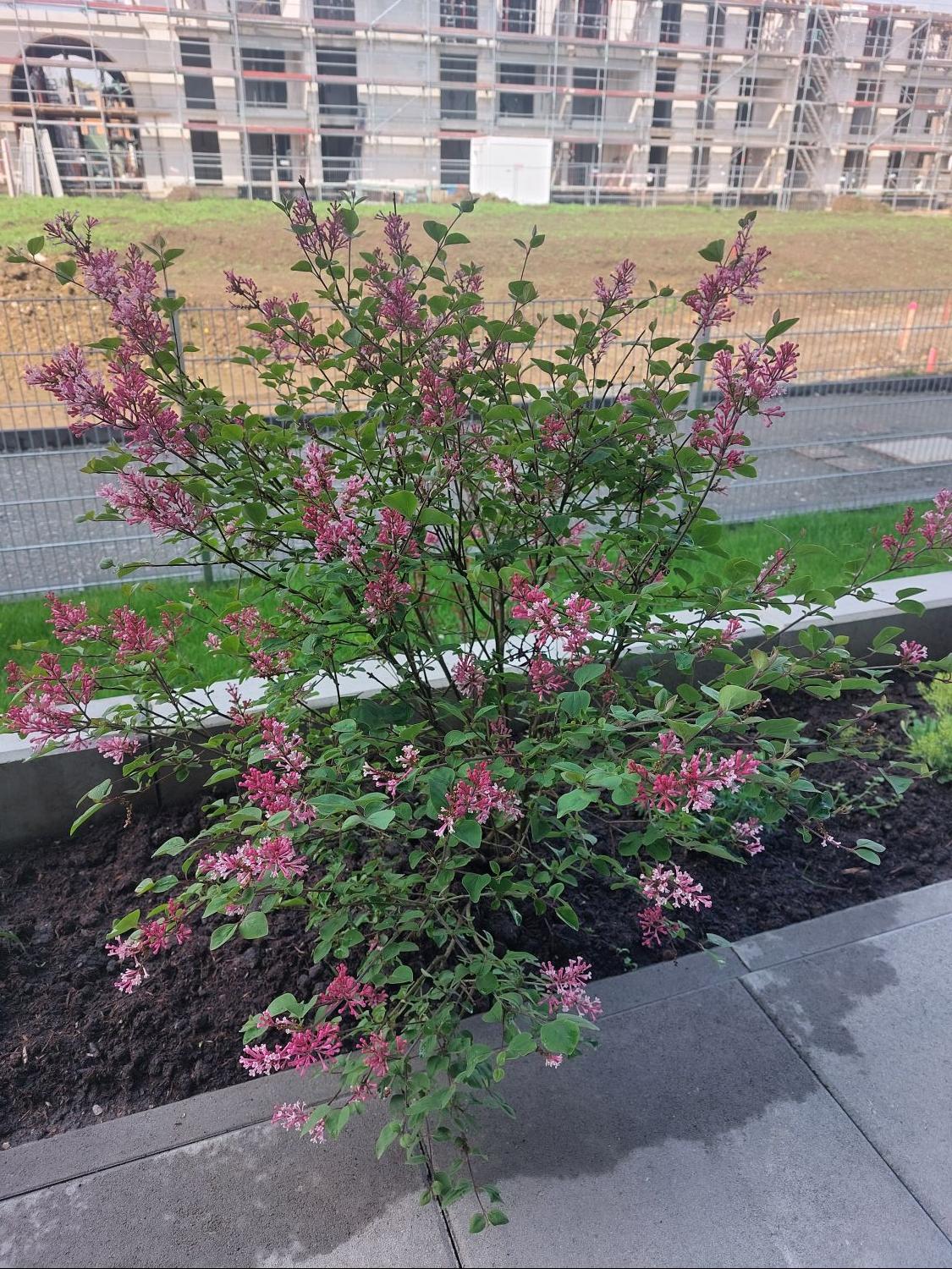 Zwergflieder Tinkerbell (Syringa)