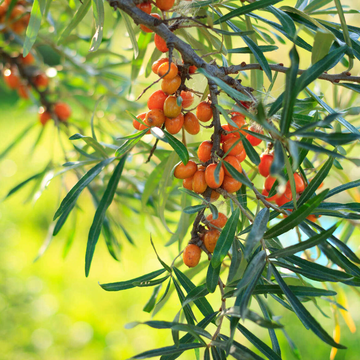 Sanddorn (Hippophae rhamnoides)